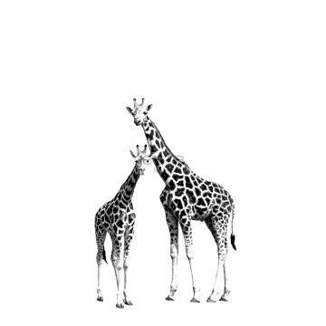 fotomurale giraffe nero e bianco di ESTAhome