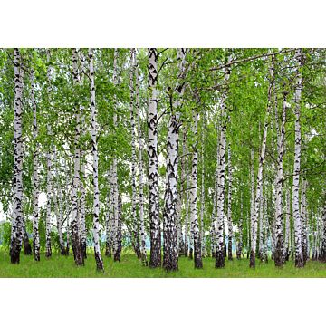fotomurale paesaggio boscoso verde di Sanders & Sanders