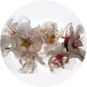 fotomurale autoadhesivo tondo fiori bianco e rosa di Sanders & Sanders