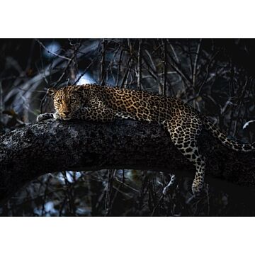 fotomurale Panthera nero di Komar