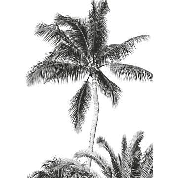 fotomurale Retro Palm bianco e nero di Komar
