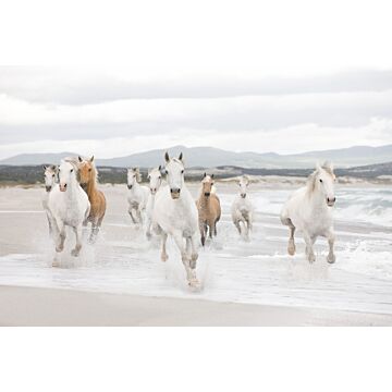 fotomurale White Horses bianco antico di Komar